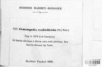 Godronia radulicola image